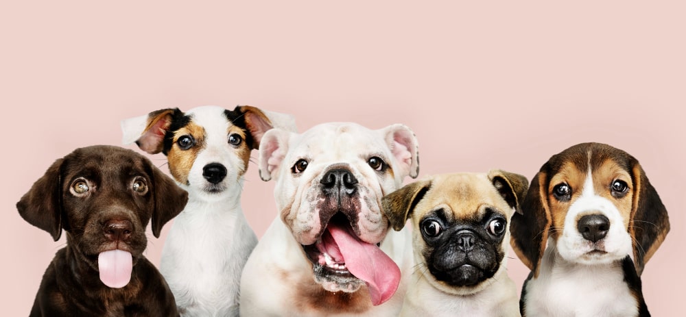 viajar con mascotas en el avión