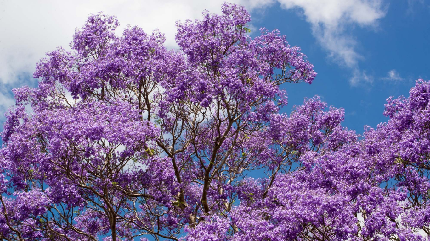 Viajar a Buenos Aires en primavera ¿Dónde ver los jacarandás en flor?